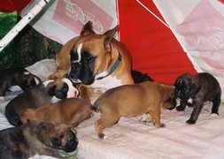 Tanit avec les bébés