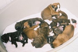 Panier de bébés (Maât x Major) !