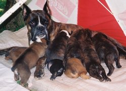 Maman Maât avec ses bébés de Major