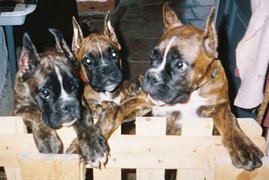 3 frères : Urhâm, Uxo et Uzo