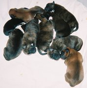 9 beaux bébés !
