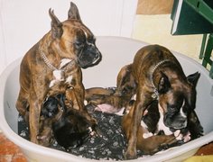 Pin-Up aide sa Maman Maât pour la tétée !
