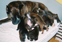 Maât et ses 9 bébés !