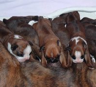 Bébés à la tétée