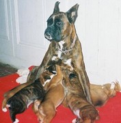 Pin-Up et ses bébés